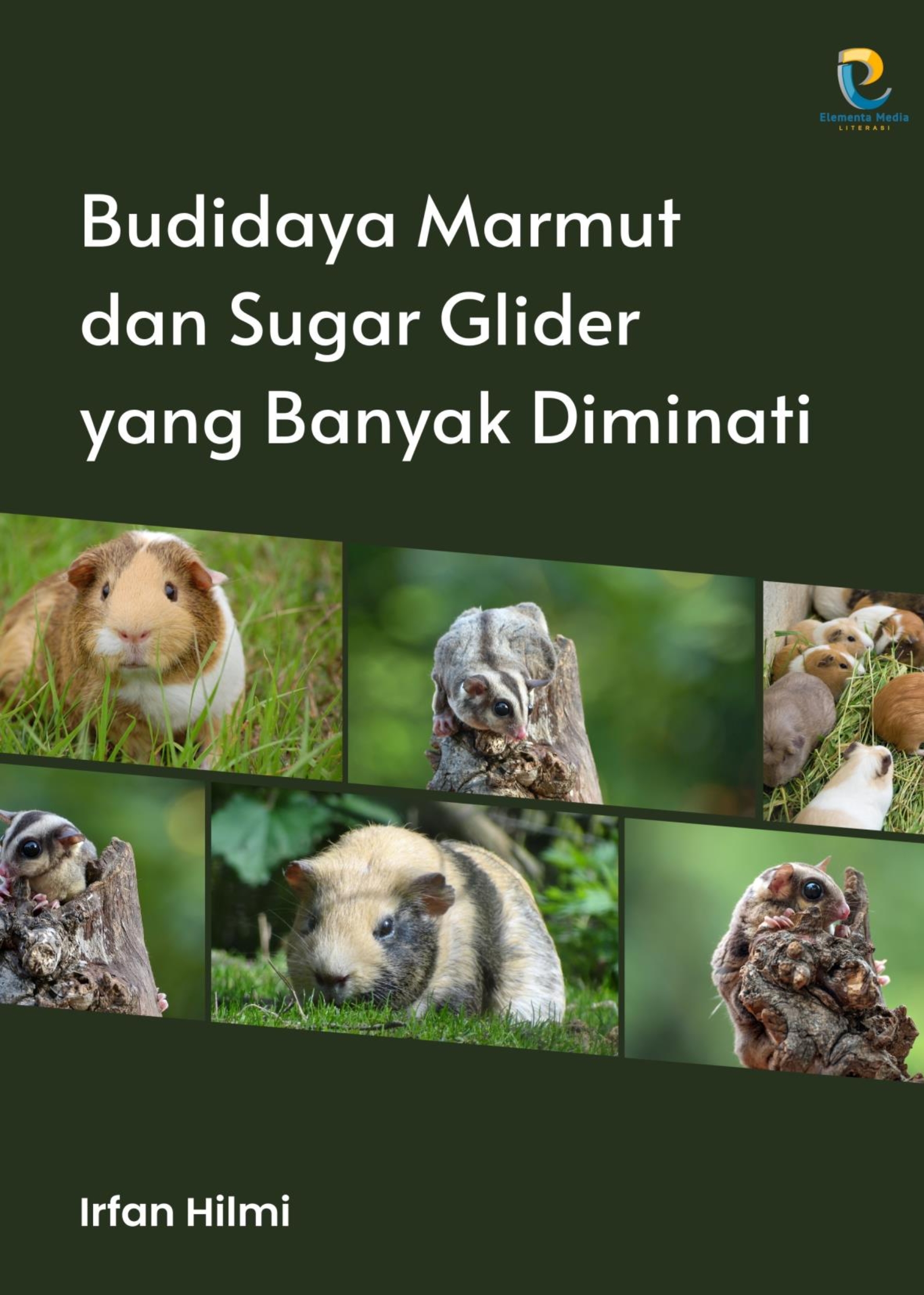 Budidaya Marmut dan Sugar Glider yang Banyak Diminati